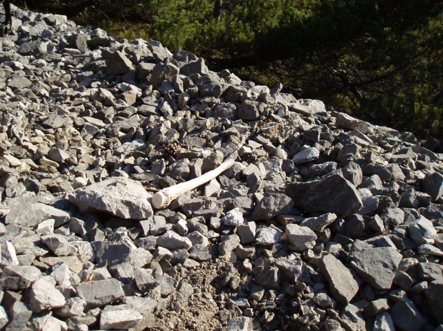 palchi raccolti